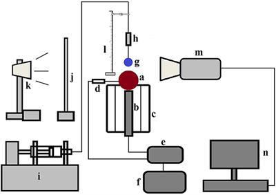 Dynamic Surface Wetting and Heat Transfer in a Droplet-Particle System of Less Than Unity Size Ratio